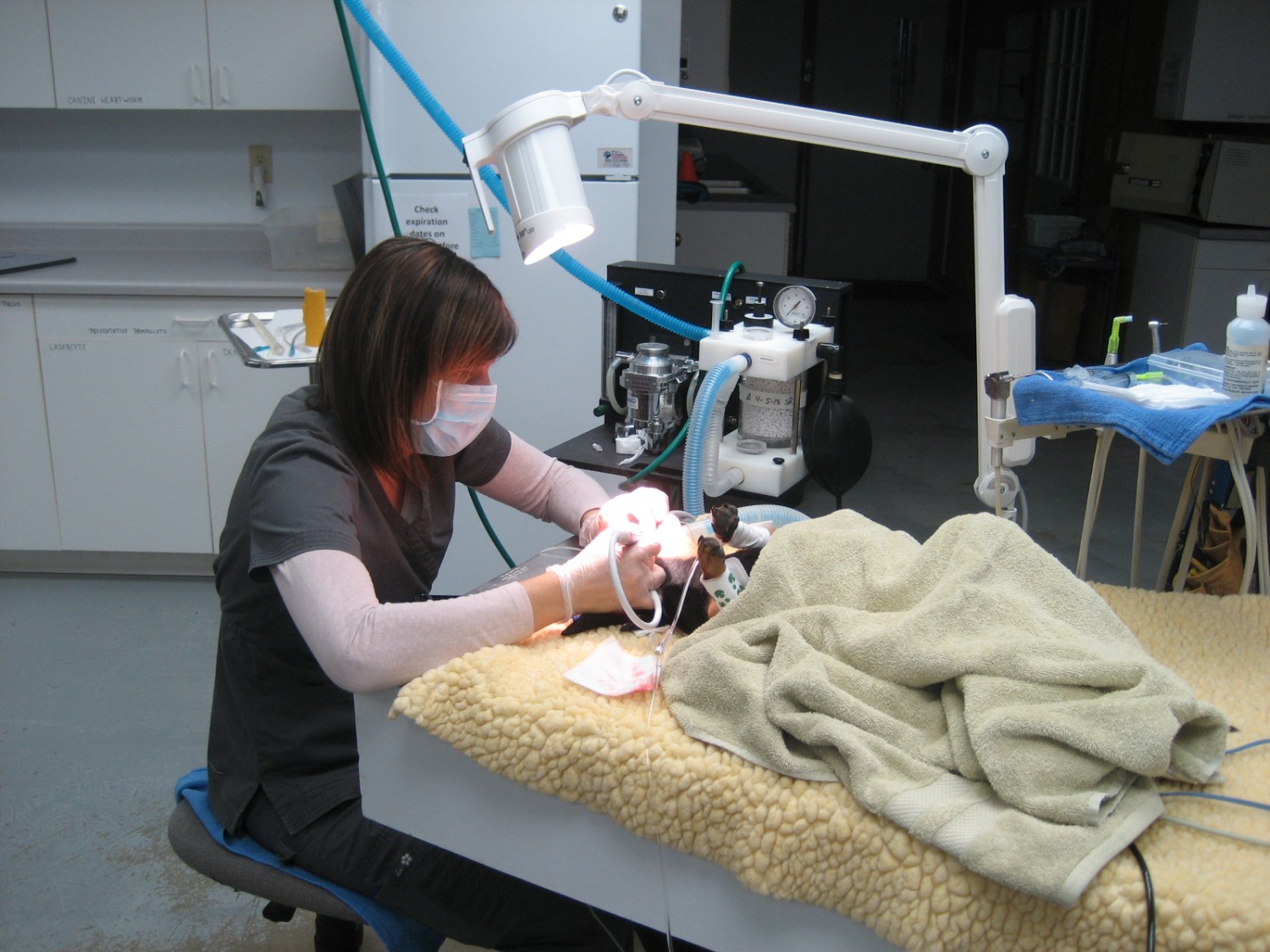 Clean & Polish - Horizon Veterinary Dental Services